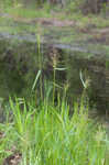 Woolly rosette grass